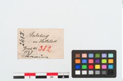 Etiketten zu Bronzering (NHMW-PRAE-024831)